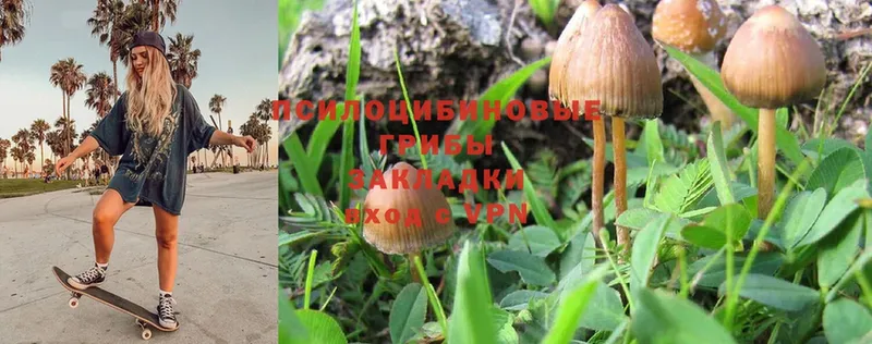 Галлюциногенные грибы Psilocybine cubensis  купить  цена  Воронеж 